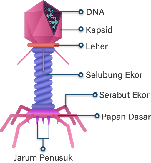 Struktur Bakteriofag