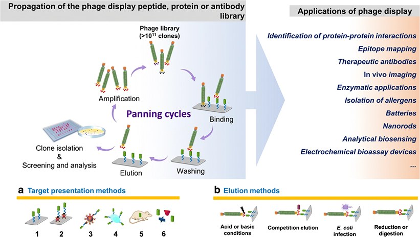 Phage Display of Peptides and Antibodies