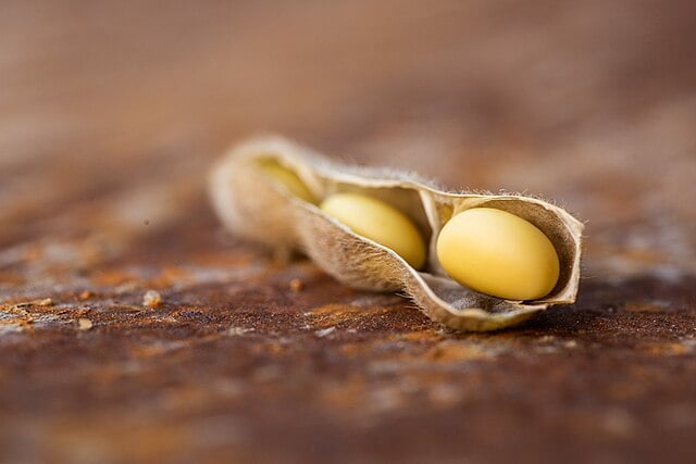 Kacang Kedelai (Soy)